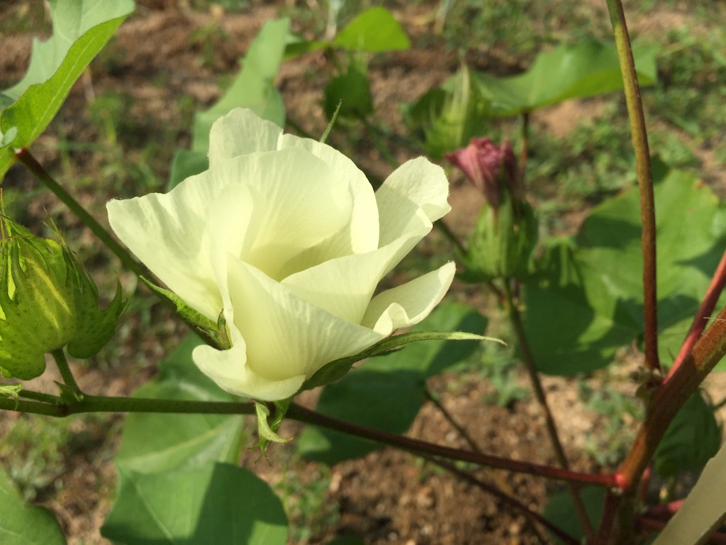 f:id:imo_h_m:20150805134121j:image f:id:imo_h_m:20150805134121j:image