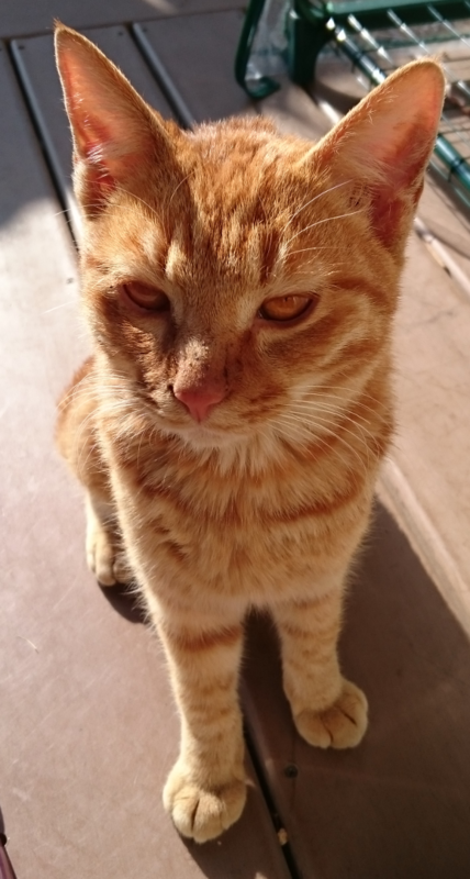 f:id:imsdJava:20150112223252p:plain