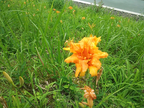 f:id:inakadss:20150713222608j:plain f:id:inakadss:20150713222608j:plain