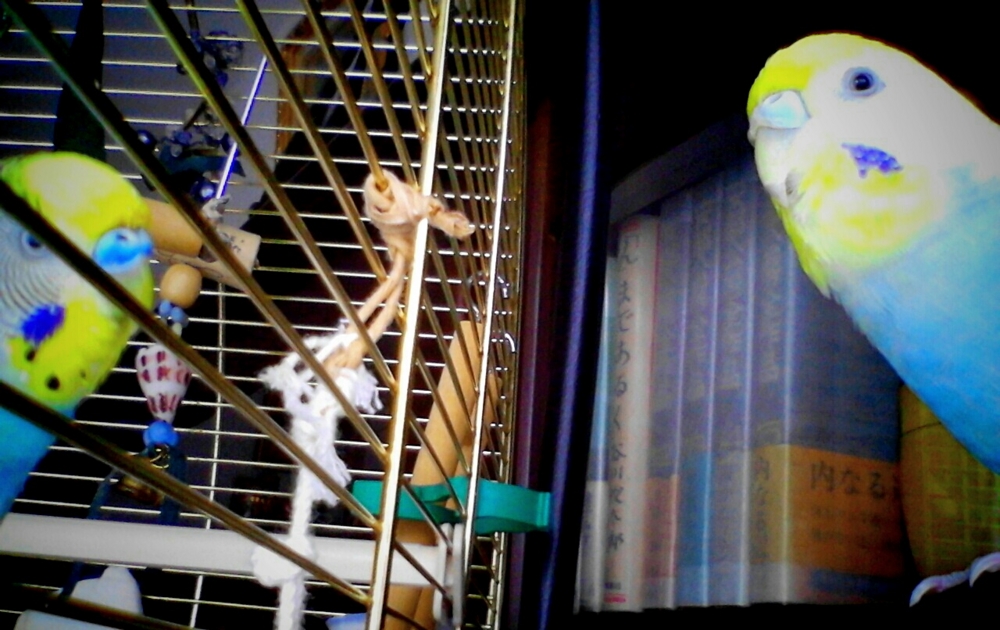 f:id:inkosantouka:20140726145134j:plain f:id:inkosantouka:20140726145134j:plain