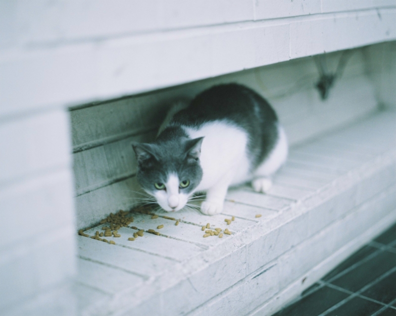 f:id:ino_null:20150927203326j:plain f:id:ino_null:20150927203326j:plain