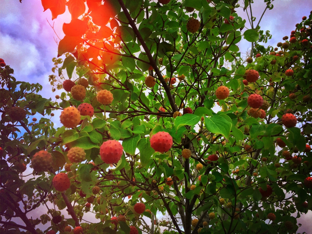 f:id:inumiso:20150926103833j:plain f:id:inumiso:20150926103833j:plain