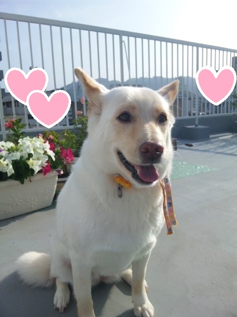 f:id:inutatinosos2012:20120614212706j:image:w360 f:id:inutatinosos2012:20120614212706j:image:w360