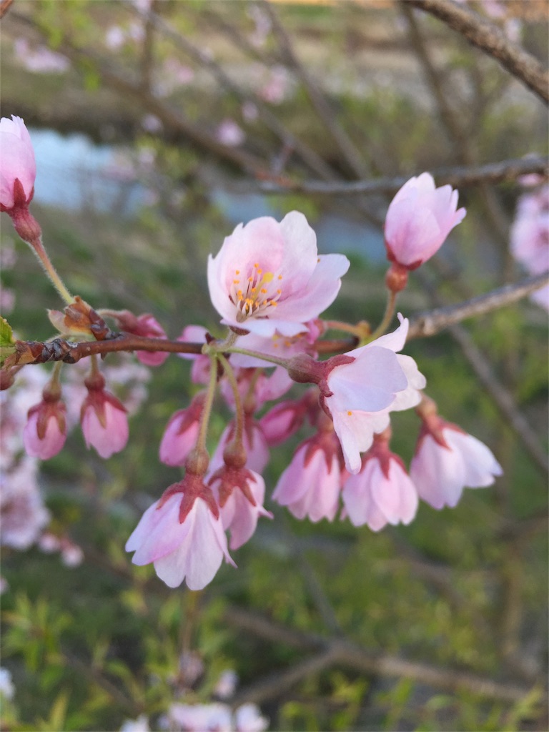 f:id:iohls:20160406013544j:image f:id:iohls:20160406013544j:image