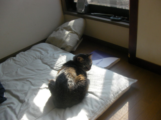 f:id:ippei-r:20081230105902j:image f:id:ippei-r:20081230105902j:image