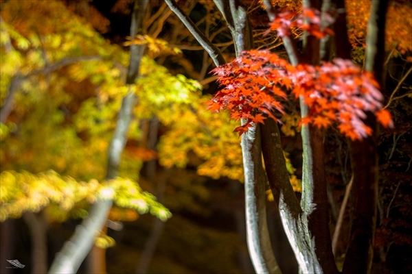 f:id:iriswing:20140927211408j:plain f:id:iriswing:20140927211408j:plain