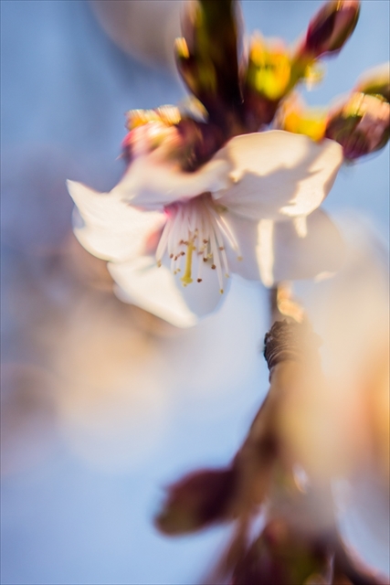 f:id:iriswing:20150409171007j:plain f:id:iriswing:20150409171007j:plain