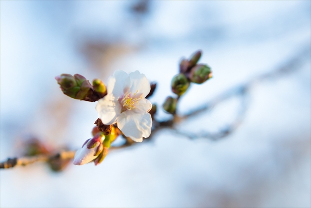 f:id:iriswing:20150409171642j:plain f:id:iriswing:20150409171642j:plain