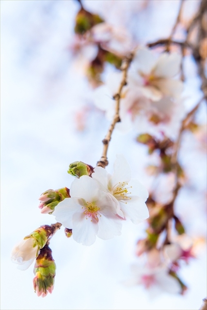 f:id:iriswing:20150409171914j:plain f:id:iriswing:20150409171914j:plain
