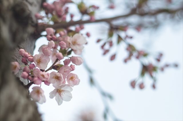 f:id:iriswing:20150419173651j:plain f:id:iriswing:20150419173651j:plain