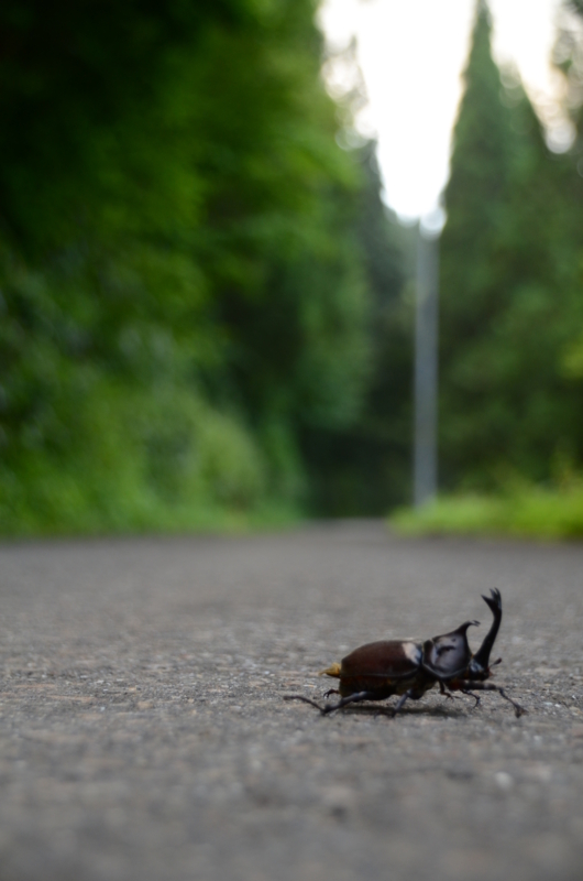 f:id:irnm:20130812180654j:plain