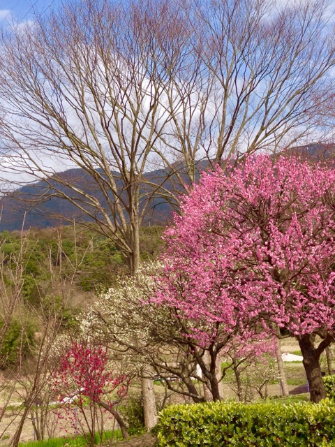 f:id:irokokoro16:20150225233541j:plain f:id:irokokoro16:20150225233541j:plain