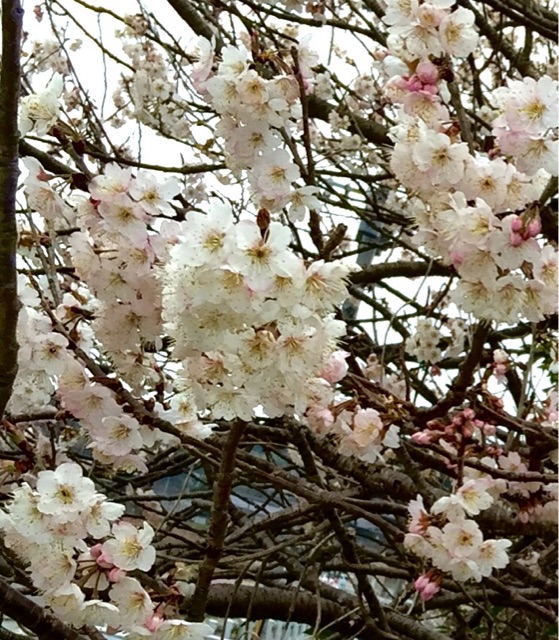 f:id:irokokoro16:20150316235819j:plain f:id:irokokoro16:20150316235819j:plain