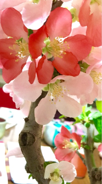 f:id:irokokoro16:20150319230308j:plain f:id:irokokoro16:20150319230308j:plain