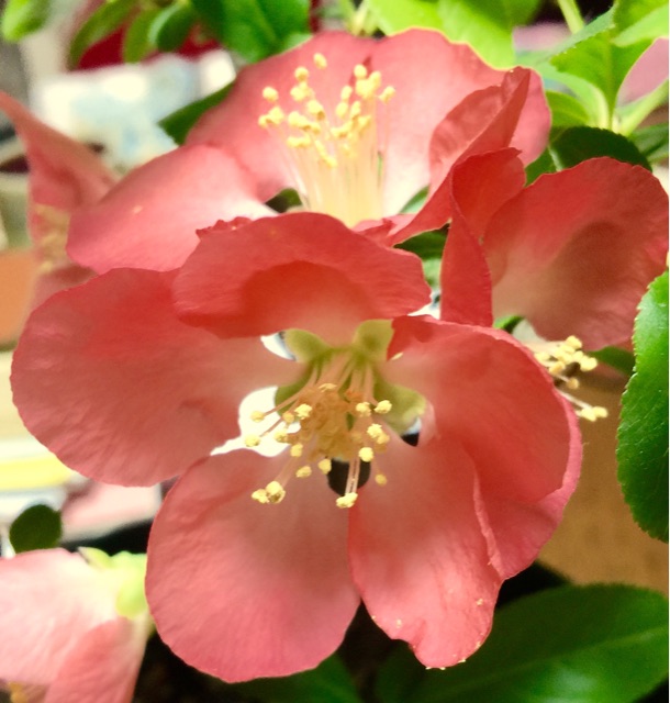 f:id:irokokoro16:20150319234150j:plain f:id:irokokoro16:20150319234150j:plain