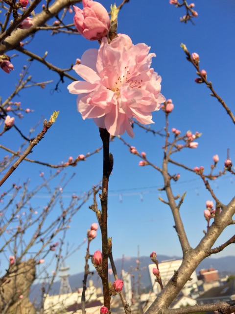 f:id:irokokoro16:20150329184219j:plain f:id:irokokoro16:20150329184219j:plain