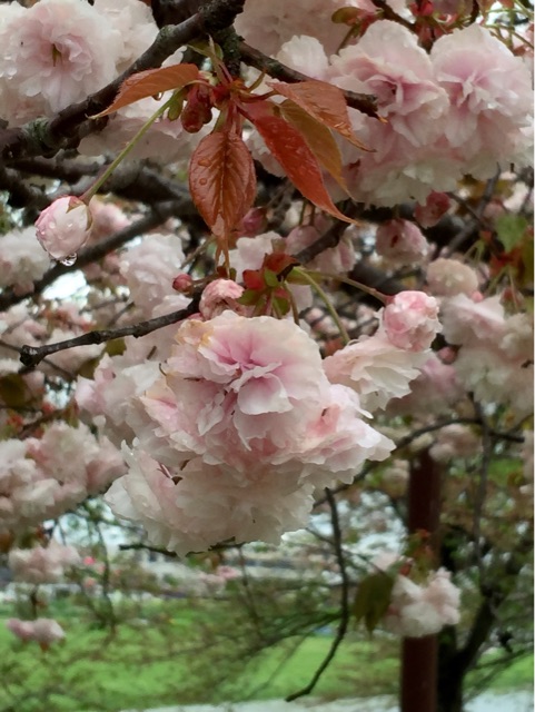 f:id:irokokoro16:20150413222654j:plain f:id:irokokoro16:20150413222654j:plain