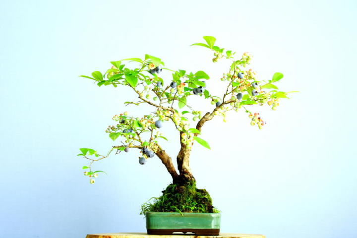 小品盆栽のブルーベリーウッタードの実姿です。 - isanboの小品盆栽