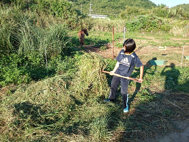 f:id:ishigakijimaumahiroba:20150806054328j:image f:id:ishigakijimaumahiroba:20150806054328j:image