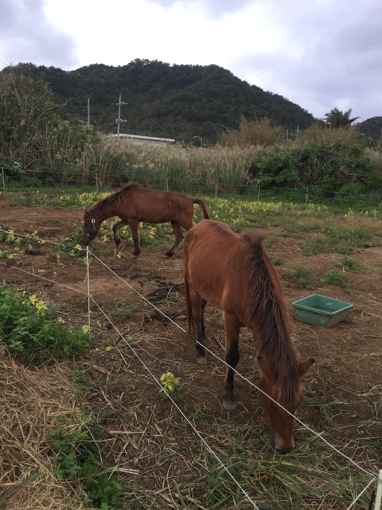 f:id:ishigakijimaumahiroba:20151110235721j:image f:id:ishigakijimaumahiroba:20151110235721j:image