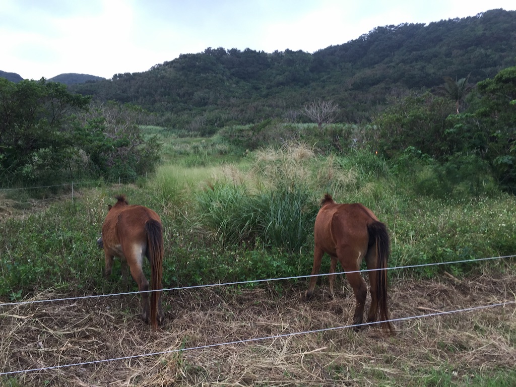 f:id:ishigakijimaumahiroba:20151111000411j:image f:id:ishigakijimaumahiroba:20151111000411j:image