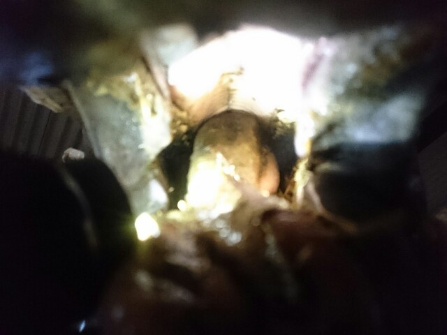 f:id:ishigakijimaumahiroba:20160220212024j:image f:id:ishigakijimaumahiroba:20160220212024j:image