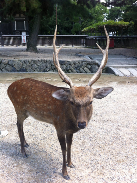 f:id:itifusa:20130827193305j:plain f:id:itifusa:20130827193305j:plain