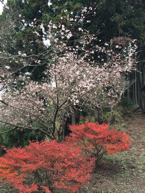 f:id:itifusa:20141124234458j:plain f:id:itifusa:20141124234458j:plain