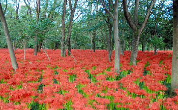 巾着田 (きんちゃくだ)の まんじゅしゃげ (あさひ)