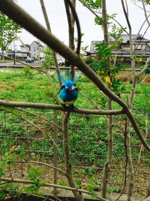 f:id:izufuku:20150622170150j:plain f:id:izufuku:20150622170150j:plain