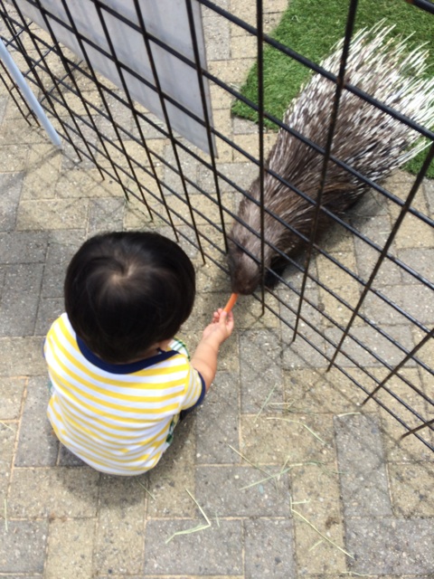 f:id:izufuku:20150630081047j:plain f:id:izufuku:20150630081047j:plain