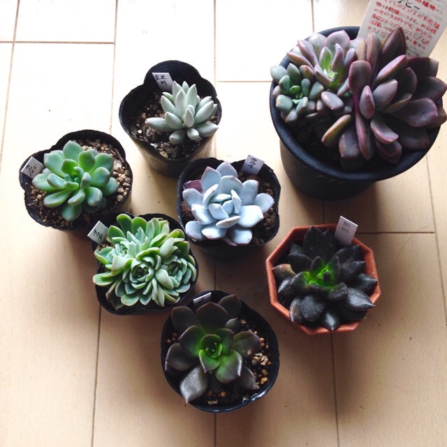 f:id:izumisai:20141201161017j:plain f:id:izumisai:20141201161017j:plain