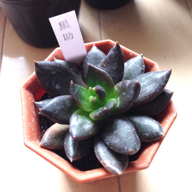 f:id:izumisai:20141201161100j:plain f:id:izumisai:20141201161100j:plain