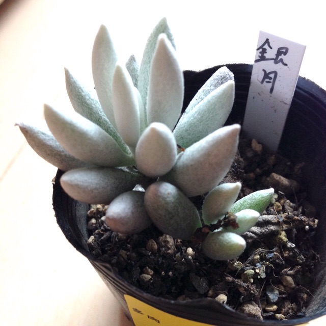 f:id:izumisai:20141201161133j:plain f:id:izumisai:20141201161133j:plain