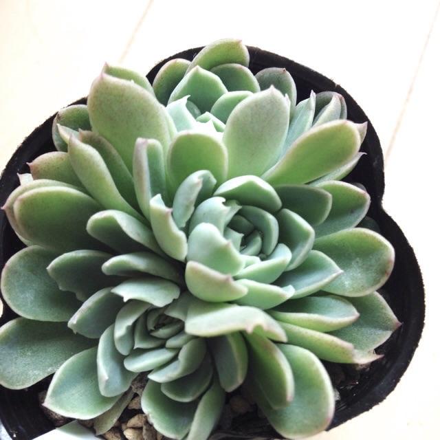 f:id:izumisai:20141201161141j:plain f:id:izumisai:20141201161141j:plain