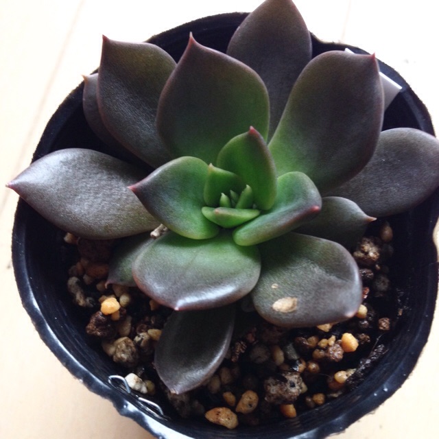 f:id:izumisai:20141201161152j:plain f:id:izumisai:20141201161152j:plain