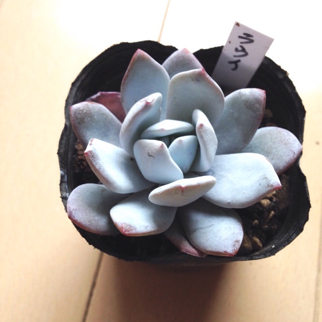 f:id:izumisai:20141201161208j:plain f:id:izumisai:20141201161208j:plain