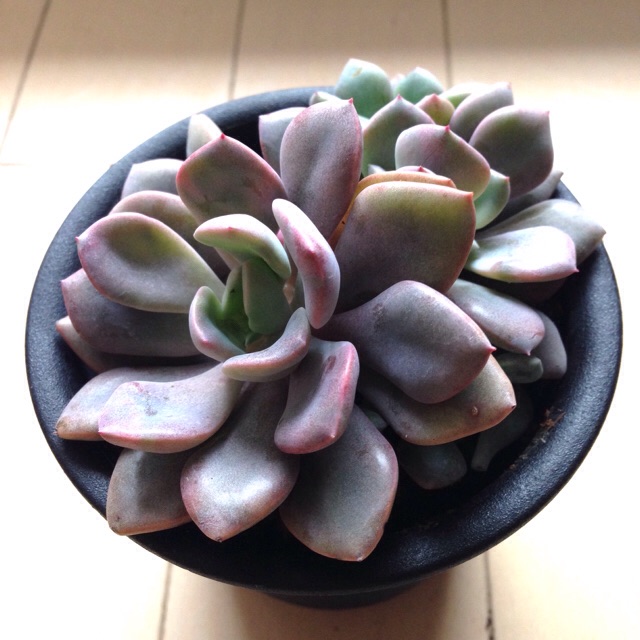 f:id:izumisai:20141201171614j:plain f:id:izumisai:20141201171614j:plain