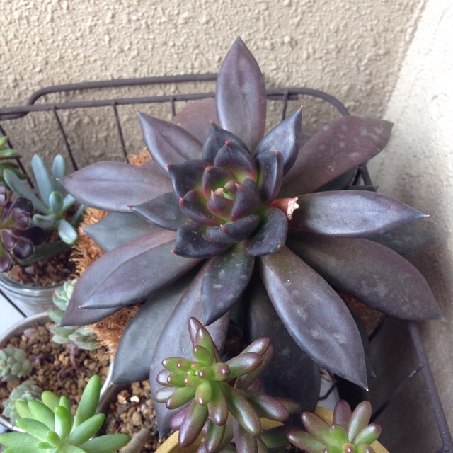 f:id:izumisai:20141217131130j:plain f:id:izumisai:20141217131130j:plain