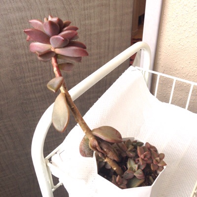 f:id:izumisai:20150130113701j:plain f:id:izumisai:20150130113701j:plain