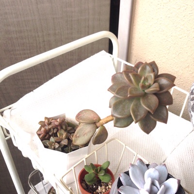 f:id:izumisai:20150130113710j:plain f:id:izumisai:20150130113710j:plain
