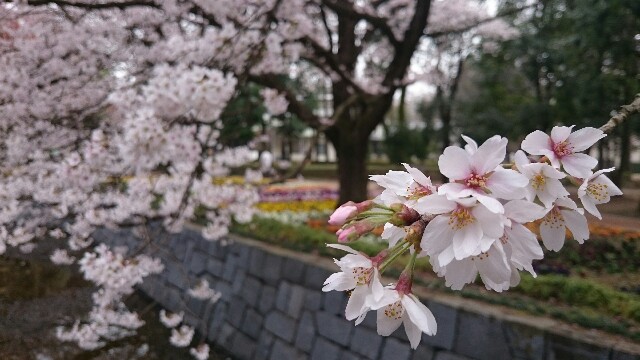 f:id:j16r-hir:20160403162830j:image f:id:j16r-hir:20160403162830j:image