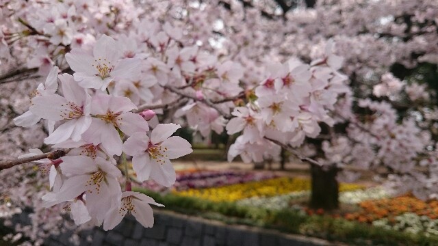 f:id:j16r-hir:20160403162843j:image f:id:j16r-hir:20160403162843j:image