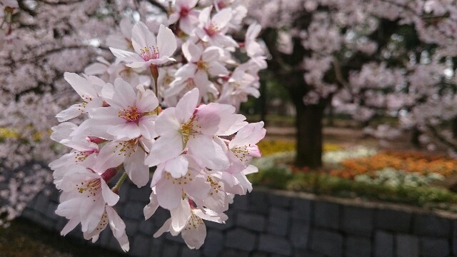 f:id:j16r-hir:20160403162855j:image f:id:j16r-hir:20160403162855j:image