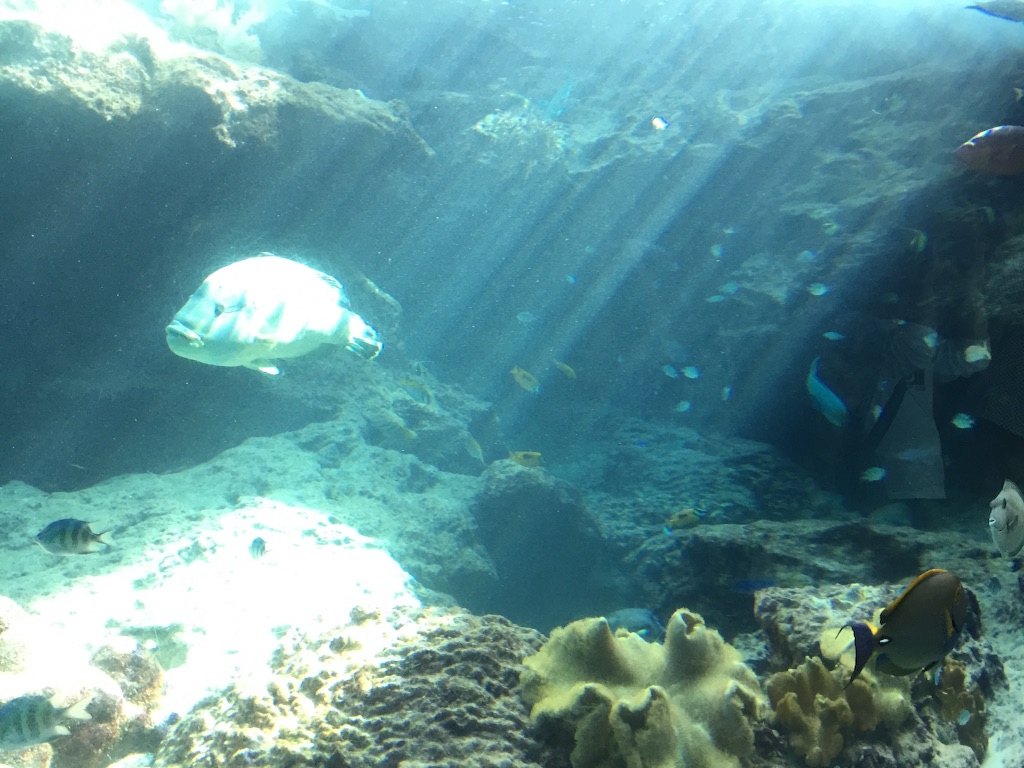 f:id:j4n30:20151111192700j:image f:id:j4n30:20151111192700j:image