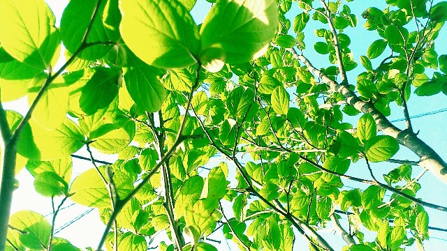 f:id:j50:20160527202538j:image f:id:j50:20160527202538j:image