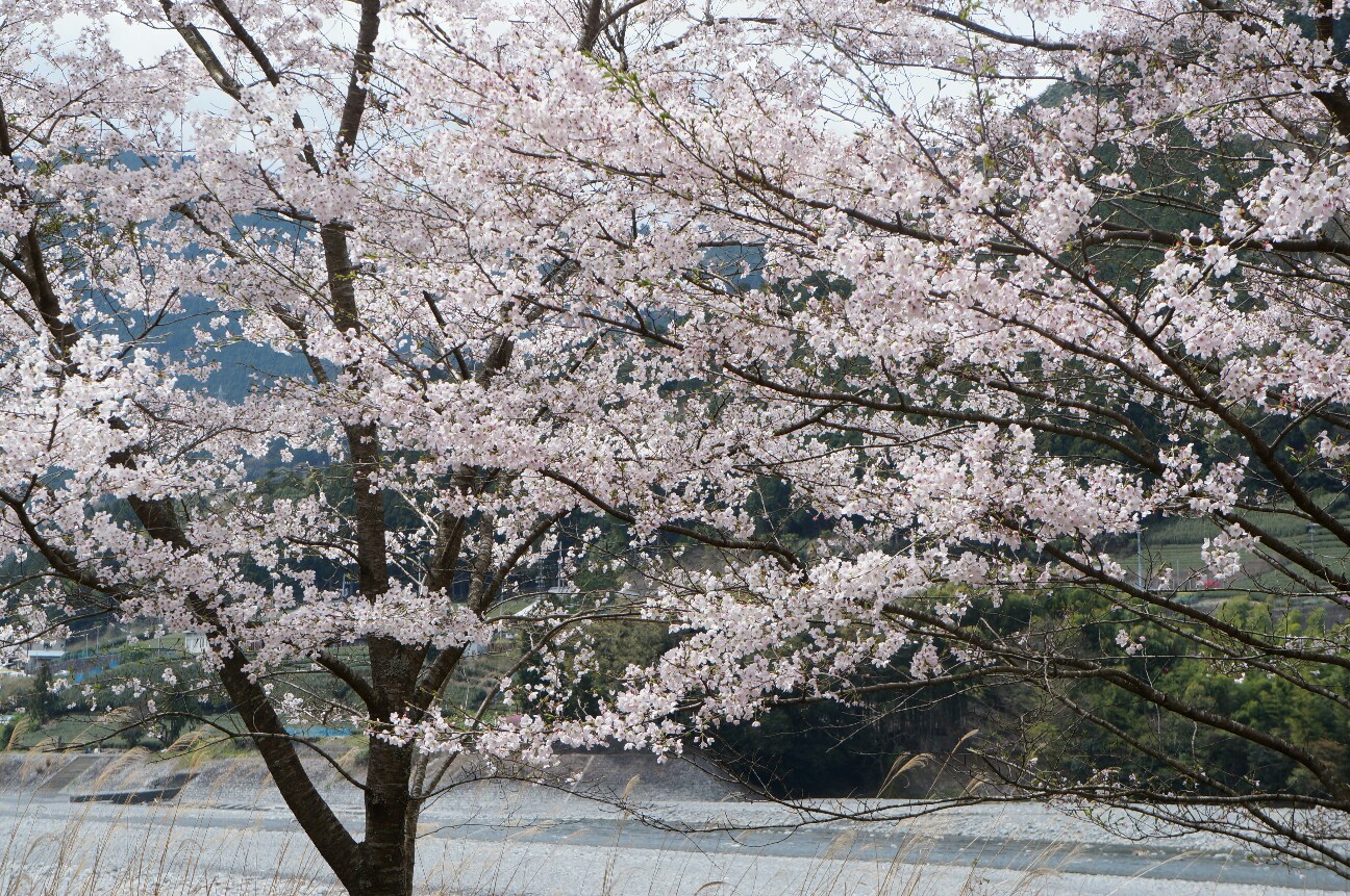 f:id:jal787ksk:20160406225027j:image f:id:jal787ksk:20160406225027j:image