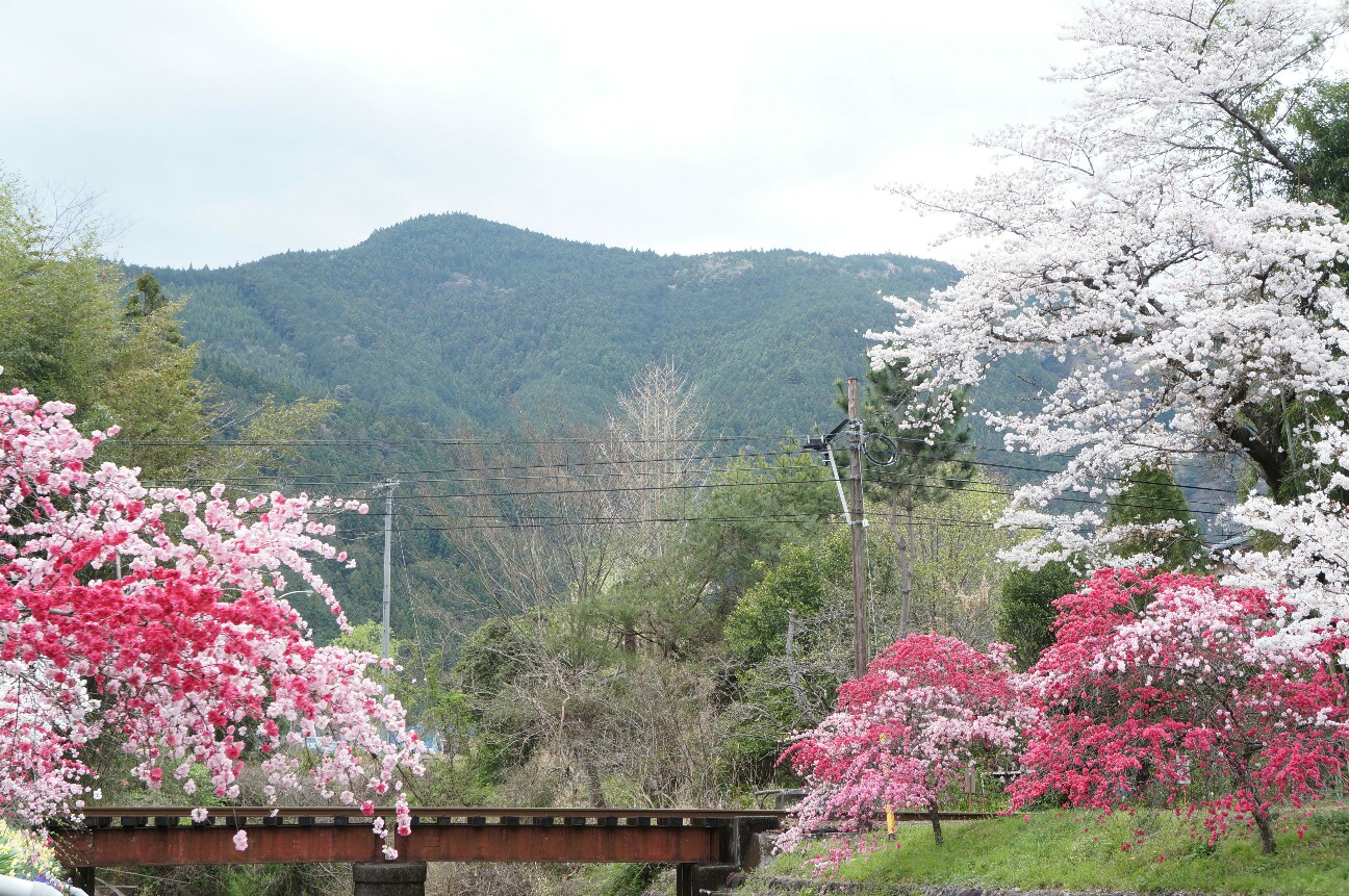 f:id:jal787ksk:20160406225103j:image f:id:jal787ksk:20160406225103j:image