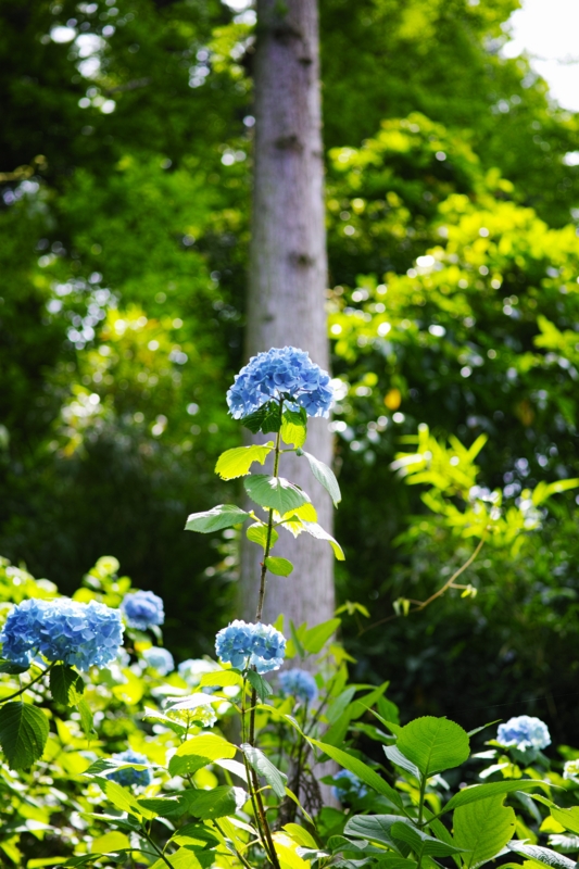 f:id:jaldabaoth:20150607121912j:plain