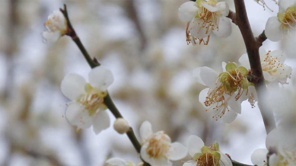 f:id:jammioe:20150228040026j:plain